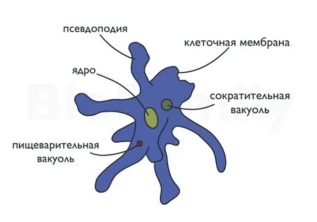 Амеба егэ