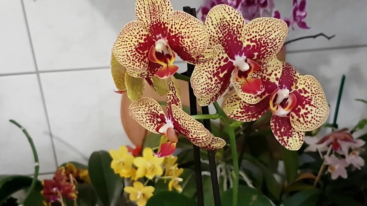Phal reinchenbachiana 'Pikachu' AM Orchid images, Orchid photo, Phalaenopsis