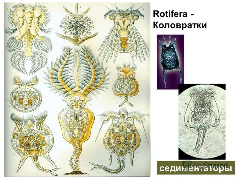 Описание коловратки. Коловратка филодина. Коловратки rotatoria(Rotifera). Эпифанес Коловратка. Коловратки круглые черви.