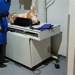 Наркоз кошке форум