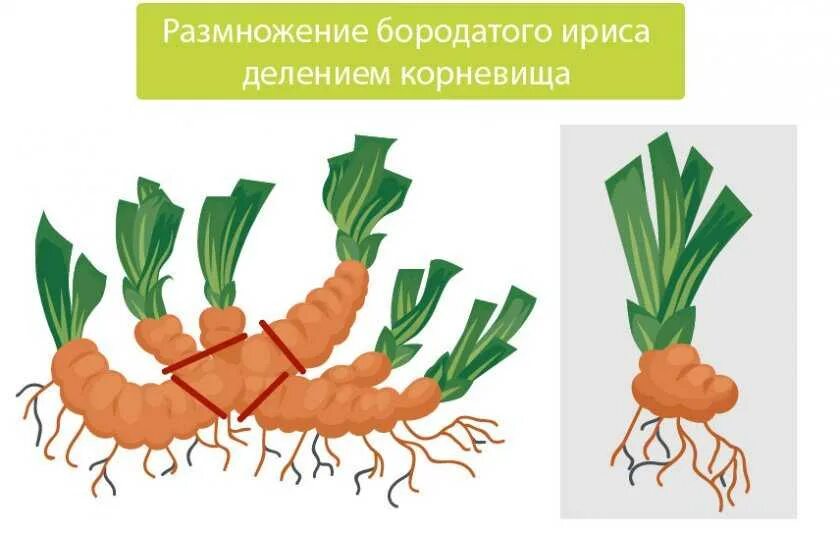 Деление корневища. Ирис вегетативное размножение. Размножение ирисов делением корневища. Ирисы вегетативное размножение. Ирис размножается корневищем.