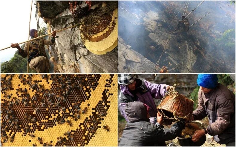 Сбор дикого меда славян. Непальский галлюциногенный мед. Гималайский мед диких пчел. Гималайские пчелы галлюциногенный мед. Горный мед Непал.