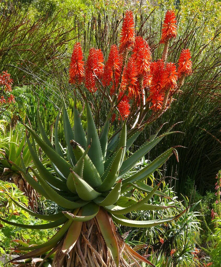 Алоэ древовидное (Aloe arborescens). Столетник цветет. Алоэ столетник цветение. Цветущий столетник