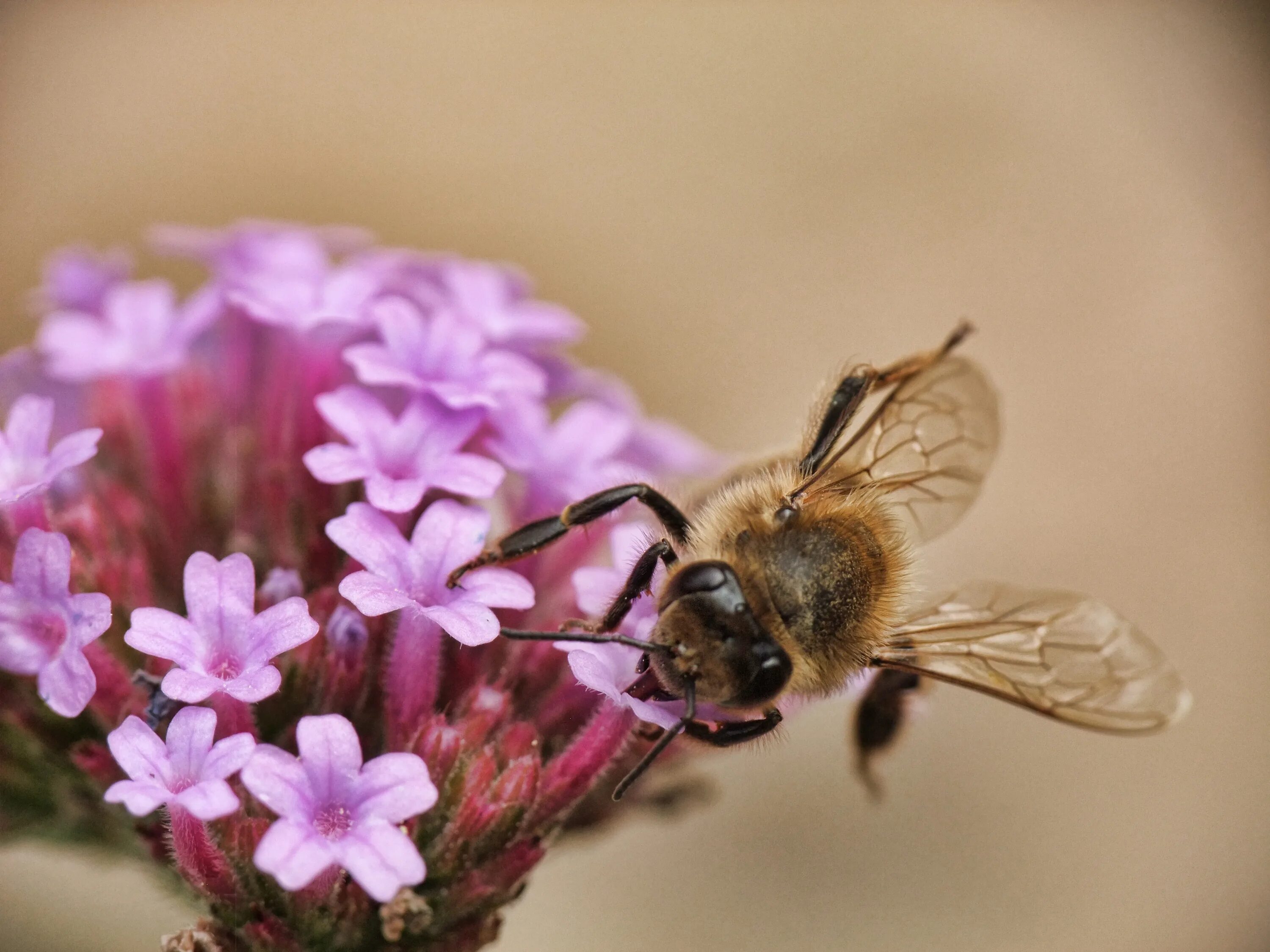 Big honey. Пчела картинка. Пчела на цветке. Шипастая пчела. Пчела на гречихе.