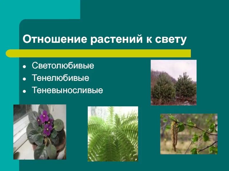 Какие древесные растения относят к светолюбивым. Светолюбивые и тенелюбивые растения. светолюбивые растения теневыносливые растения тенелюбивые. светолюбивые тенелюбивые теневыносливые. группы растений светолюбивые теневыносливые.