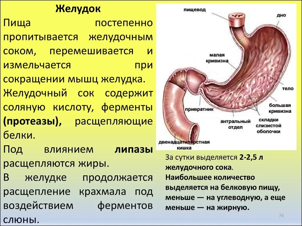 Пища стоит в желудке