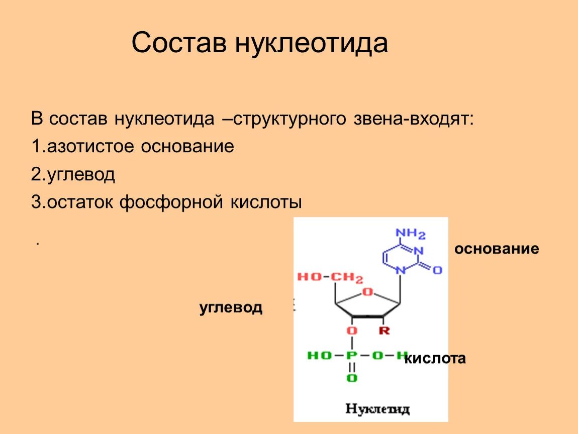 Нуклеотиды белка. Состав нуклеотида ДНК. Из чего состоит нуклеотид РНК. Схема строения нуклеотида ДНК И РНК. Нуклеотиды и нуклеозиды в аминокислотах.