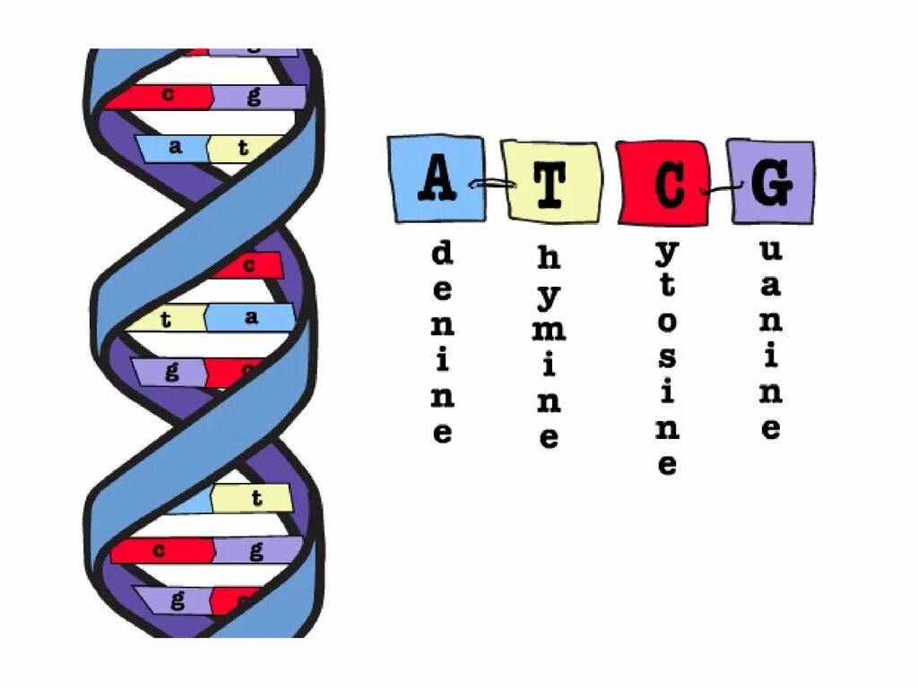 12 цепей днк. Азбука ДНК. ДНК буквы. ДНК И РНК атгц. Атгц.