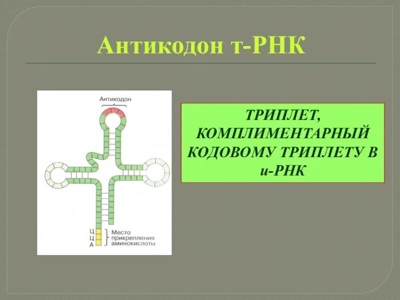 Антикодон т-РНК. Триплет т РНК. Триплет антикодон. Кодон и антикодон ТРНК. Кодоны т рнк