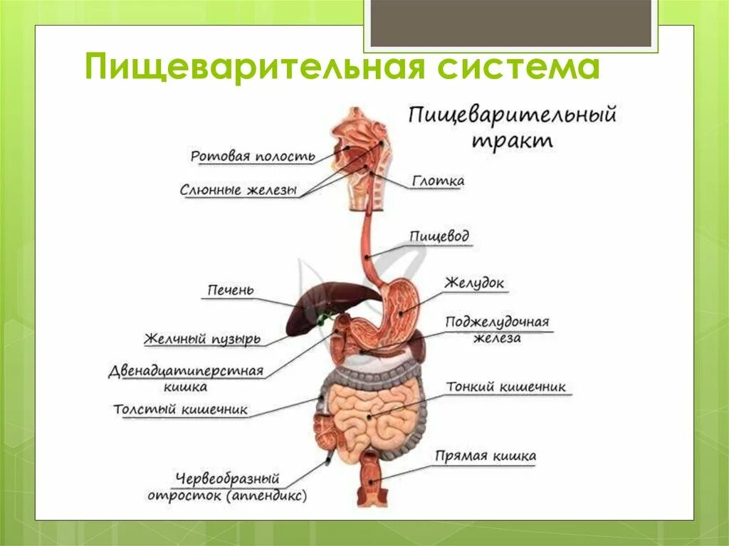 Строение пищеварительной человека. Расположение пищеварительной системы. полное строение пищеварительной системы. схема пищеварительной системы чел. строение пищеварительная система человека атлас.