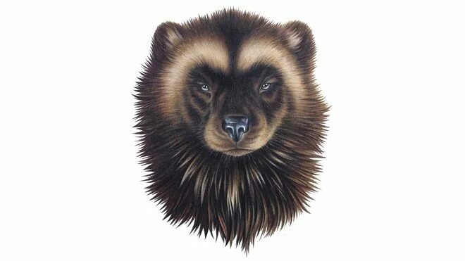 росомаха силуэт. символ росомахи животного. росомаха на белом фоне животное. росомаха животное символ. росомаха зверь.