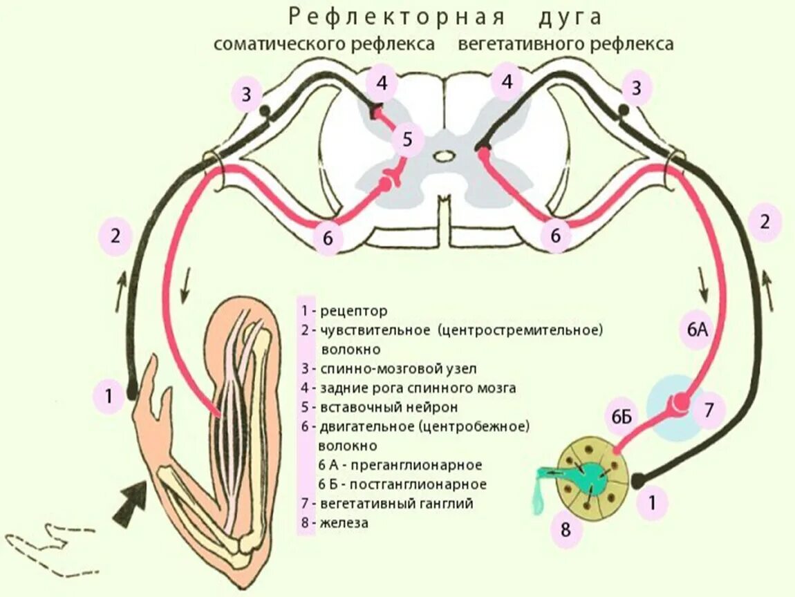 Схема сложной рефлекторной дуги соматического рефлекса. Схема рефлекторной дуги соматического рефлекса. Строение дуги вегетативного рефлекса. Схема рефлекторных дуг соматического рефлекса.