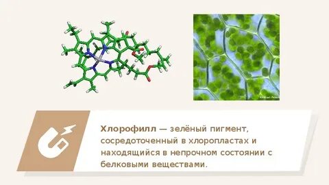 Хлорофилл находится в