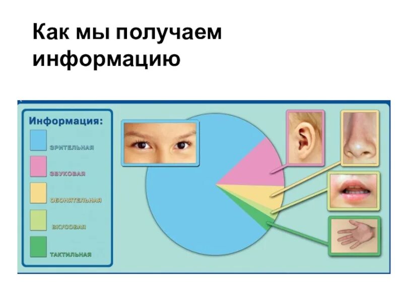 Восприятие информации. Органы восприятия информации. Схема восприятия информации. Как человек воспринимает информацию.