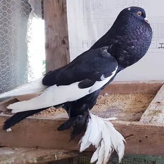 Голуби породы дутыши