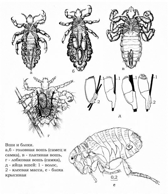 Самка головной вши рисунок. Блоха человеческая самка строение. Платяная вошь строение самки.