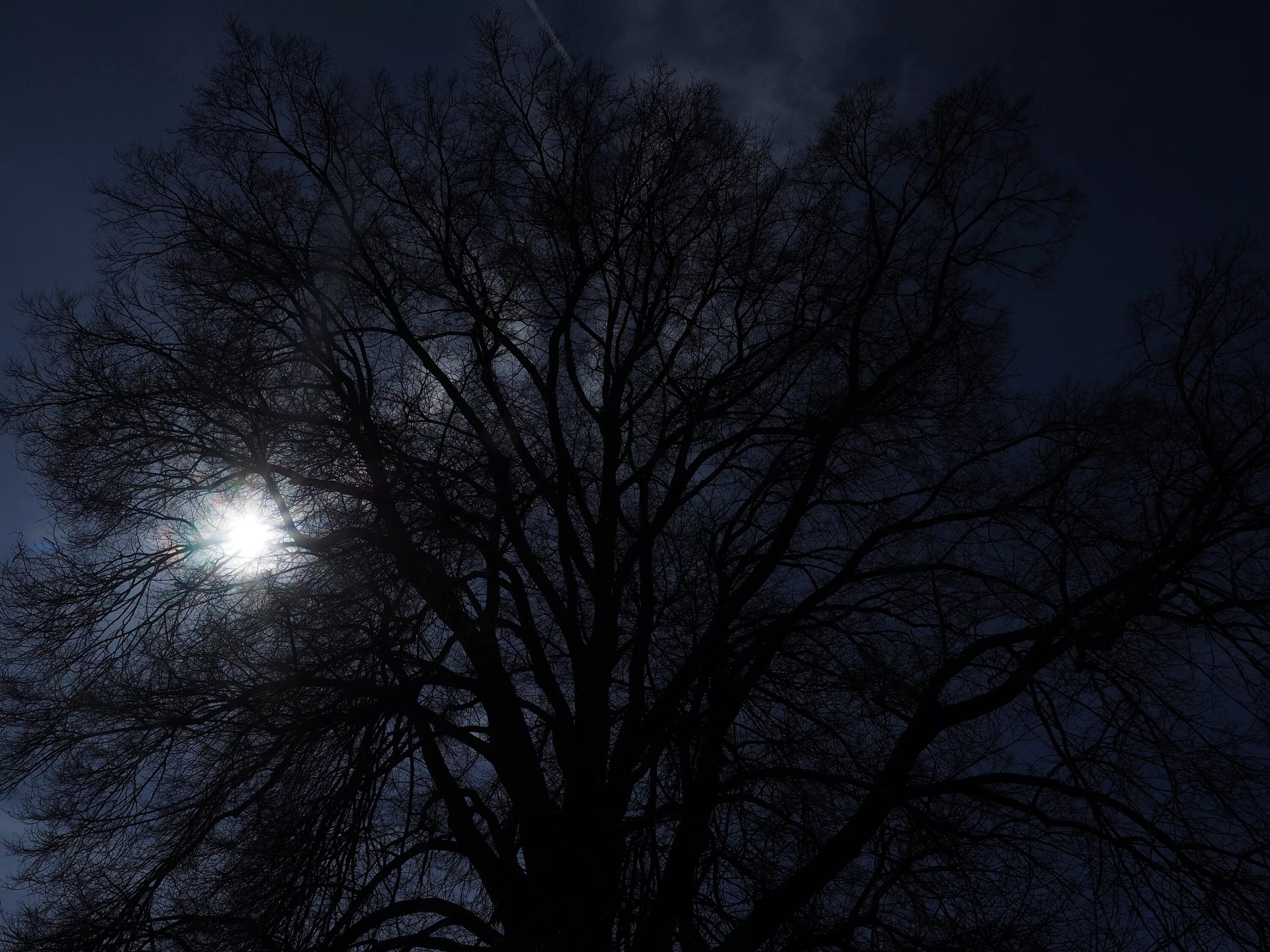 В круг дерева ночи. Ночное дерево. Верхушки деревьев ночью. Вяз мрачный. Вяз Луна вечер.