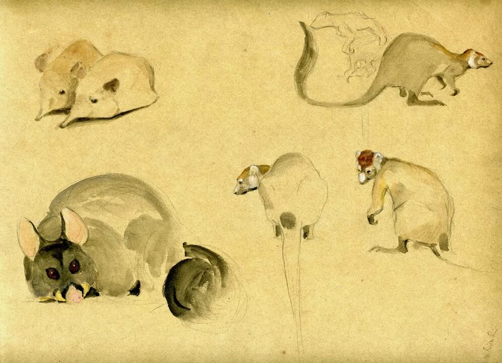 художник анималист изображает. василий ватагин анималист. художник анималист изображает. трофимов. художник-анималист грег бичем (greg beecham).