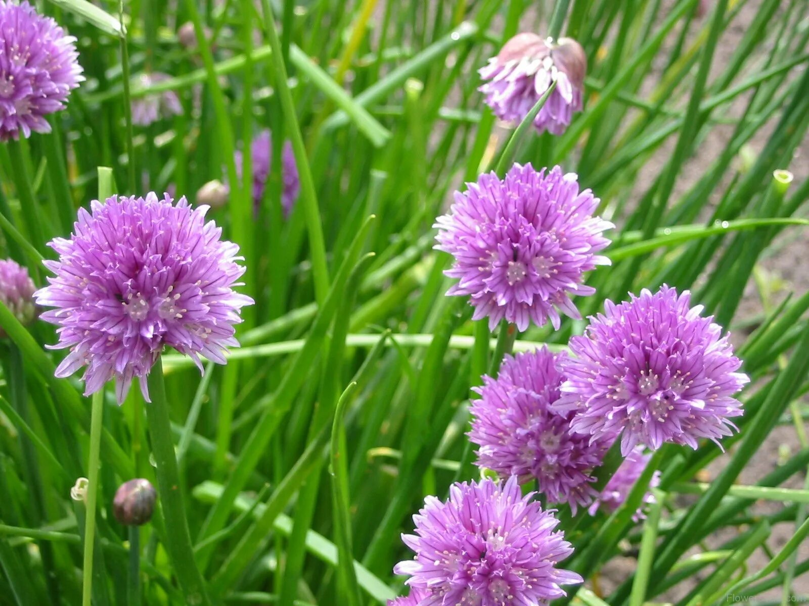 Лук скорода шнитт. Лук шнитт (лук скорода). Лук шнитт (Allium schoenoprasum). Лук скорода резанец.