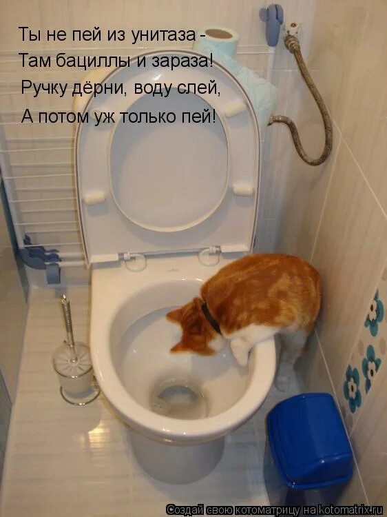 Кот в туалете. Кот свалился в унитаз.