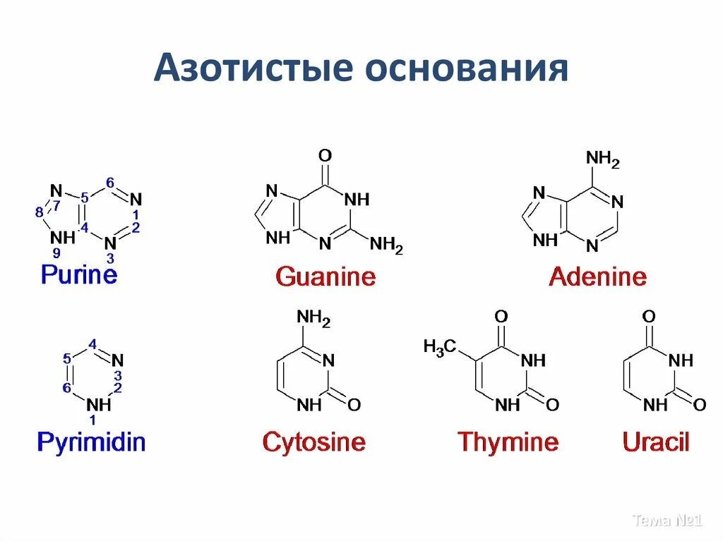 Азотистое основание формула химическая. Азотистое основание аденин формула. Азотистые основания РНК формулы. Аденин строение азотистого основания.