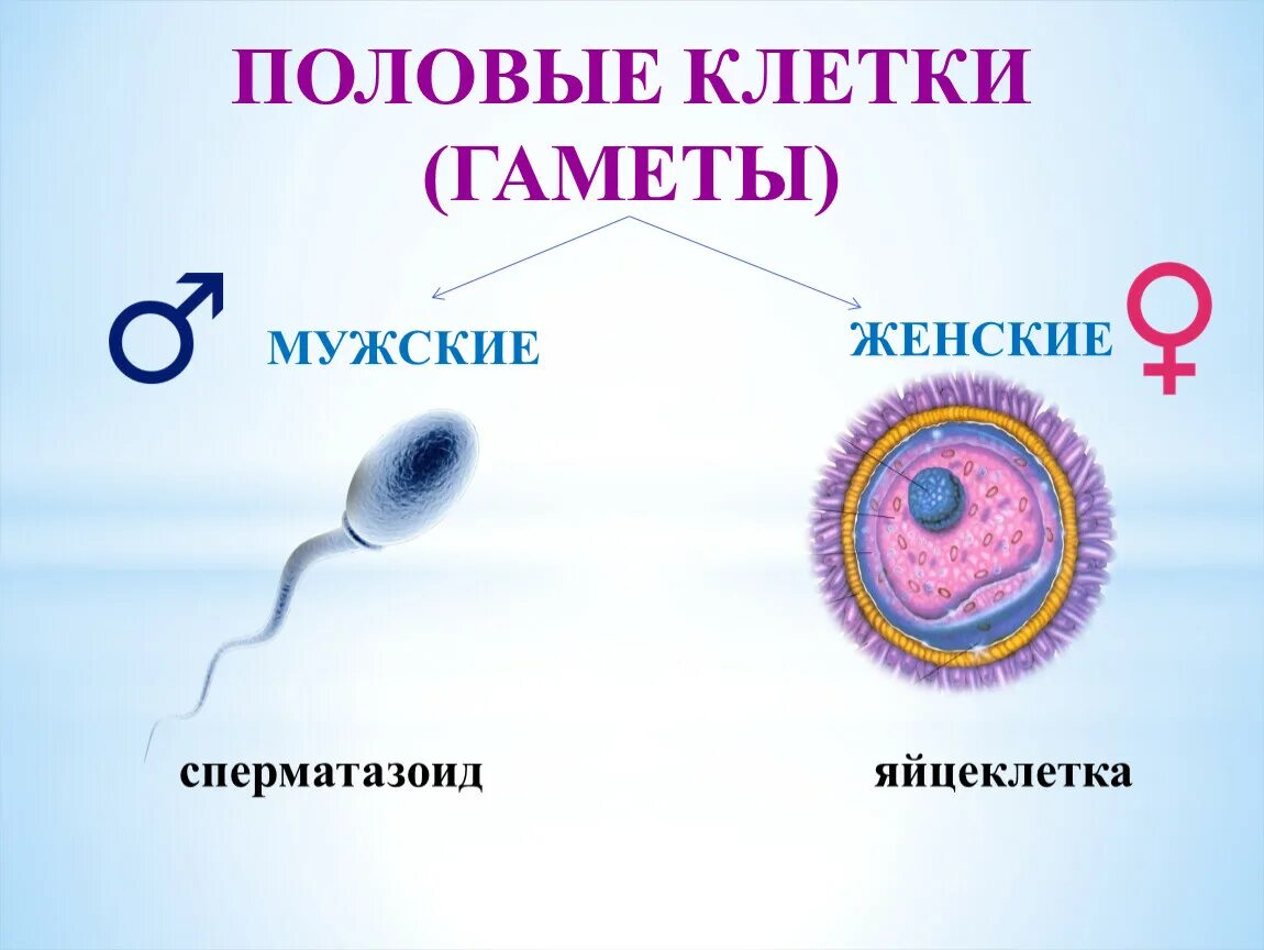 Строение яйцеклетки биология 10. Половые клетки. Мужские и женские гаметы. Женские половый клетки. Мужские гаметы образуют