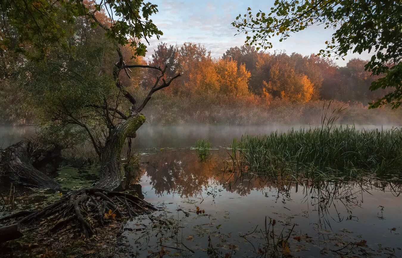 Осень река. Пасмурная осень. Утро осень река. Осеннее утро на реке.