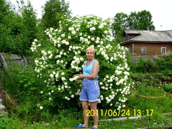 Можно ли сажать калину. Калина бульденеж и чубушник. Калина бульденеж куст. Кустарник Калина бульденеж. Калина бульденеж в ландшафтном.