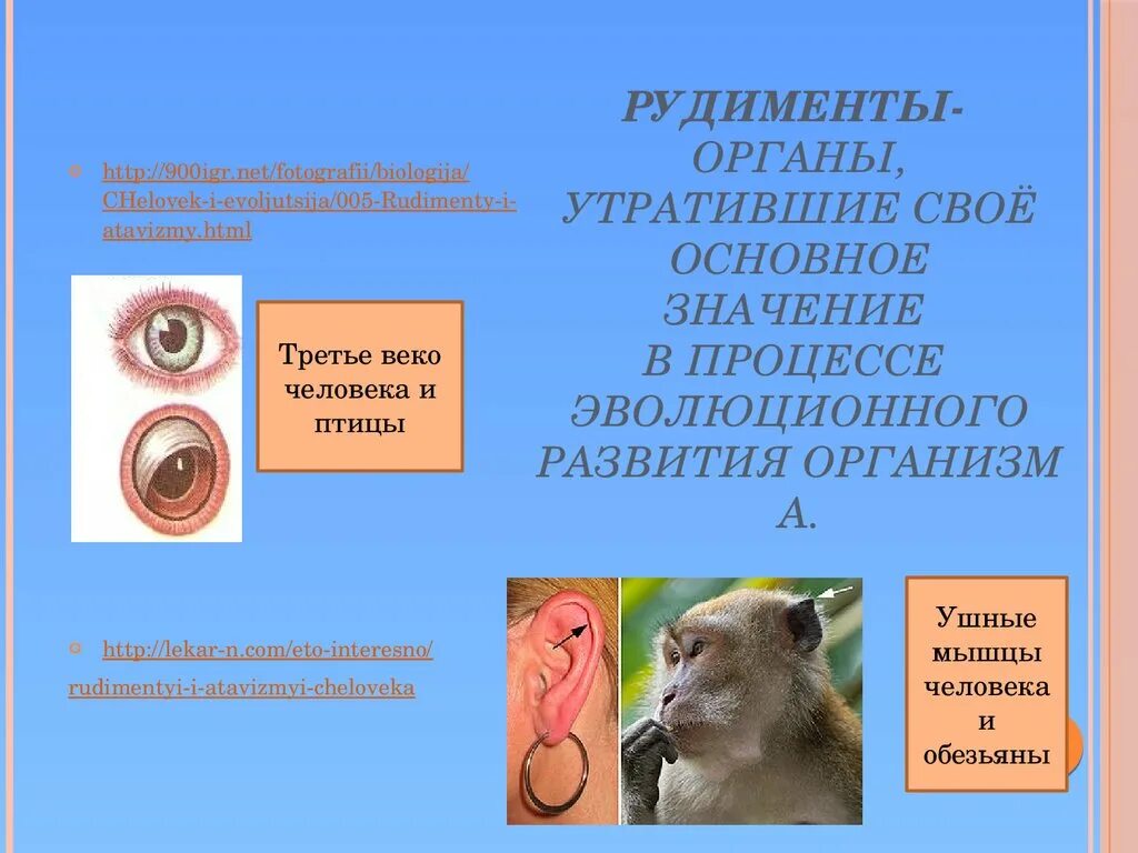 Утративших в процессе эволюции свое значение. Рудименты это органы утратившие. функция животных в органическом мире. рудименты это органы утратившие в процессе. рудименты примеры у животных.