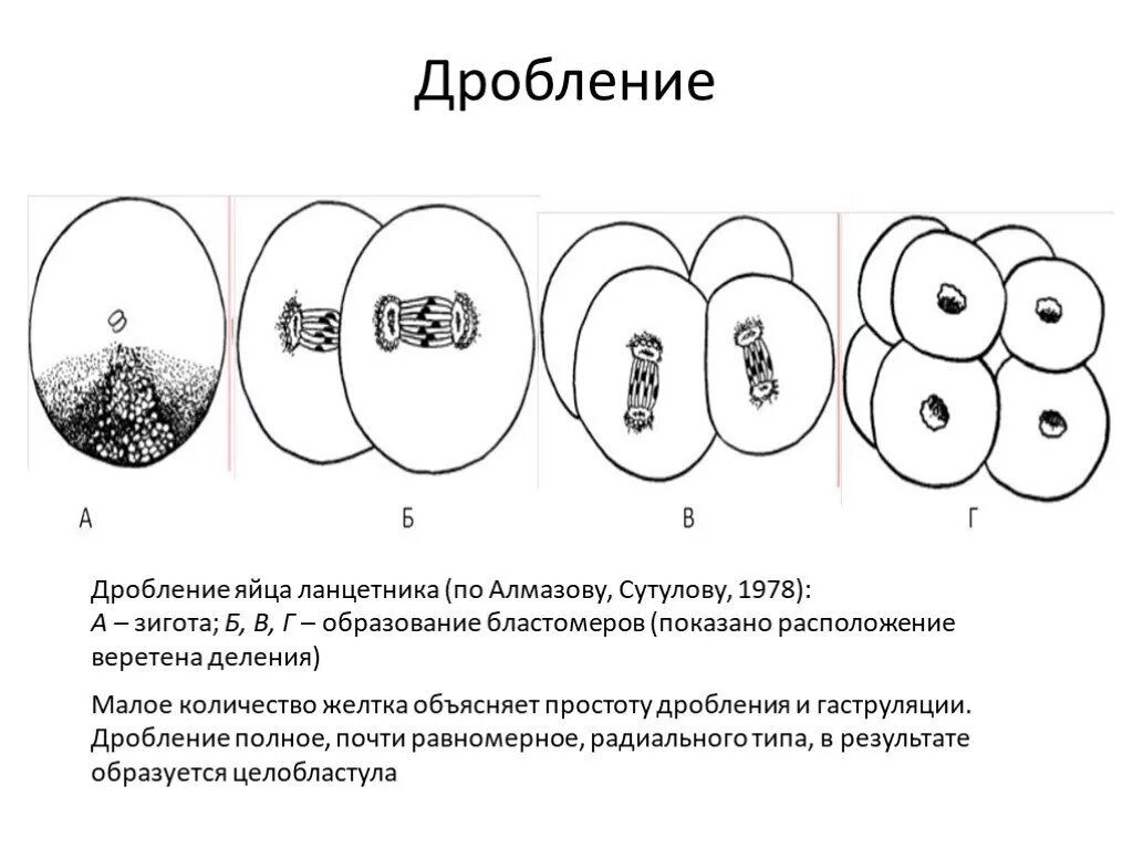 Какой процесс в цикле развития ланцетника изображен. Дробление яйца ланцетника. Полное равномерное дробление (у ланцетника). Дробление оплодотворенного яйца ланцетника. Дробление ланцетника этапы.