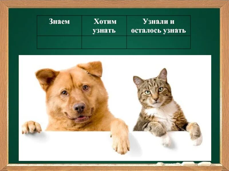 Кошки и собаки 2 класс. Кошки и собаки для презентации. Проект про кошек и собак. Презентация на тему собаки и кошки. Про кошек и собак 2 класс.