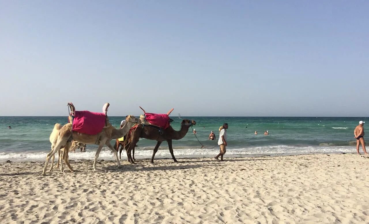 Тунис погода сейчас. Тунис 2021 Джерба. Djerba Beach Iberostar. Тунис в октябре 2021. Пляжи Туниса верблюд.