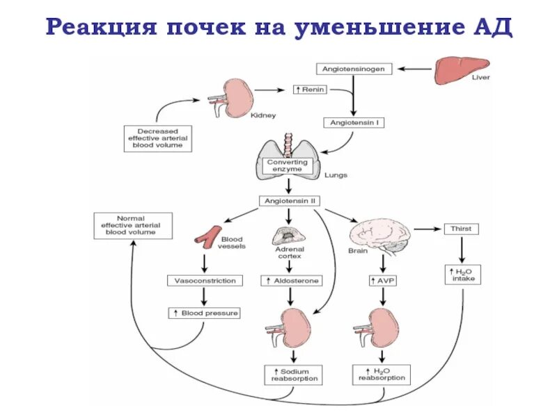 Как почки влияют на артериальное давление. Как почки влияют на артериальное давление. Как почки влияют на артериальное давление. Как почки влияют на артериальное давление. Влияние натрия на артериальное давление.