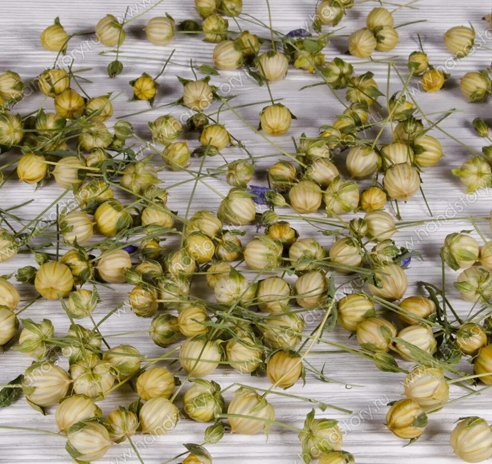 Коробочки льна. Коробочка с крышечкой у льна является. Кукушкин лён строение спорангий. Кукушкин лен строение коробочки. Коробочка с крышечкой у льна является.