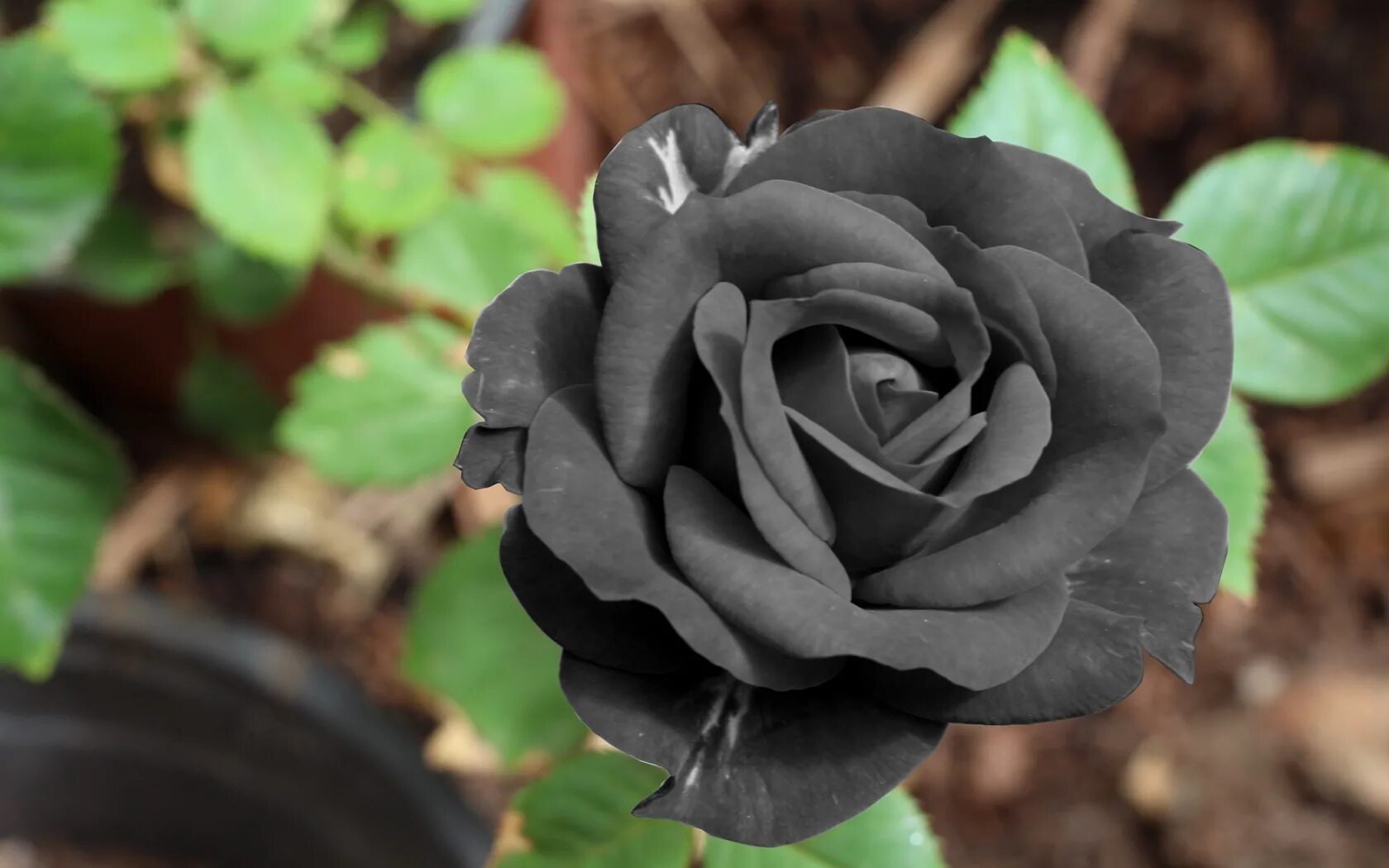 Черная розочка. Черные розы Халфети. Турецкие розы Халфети.