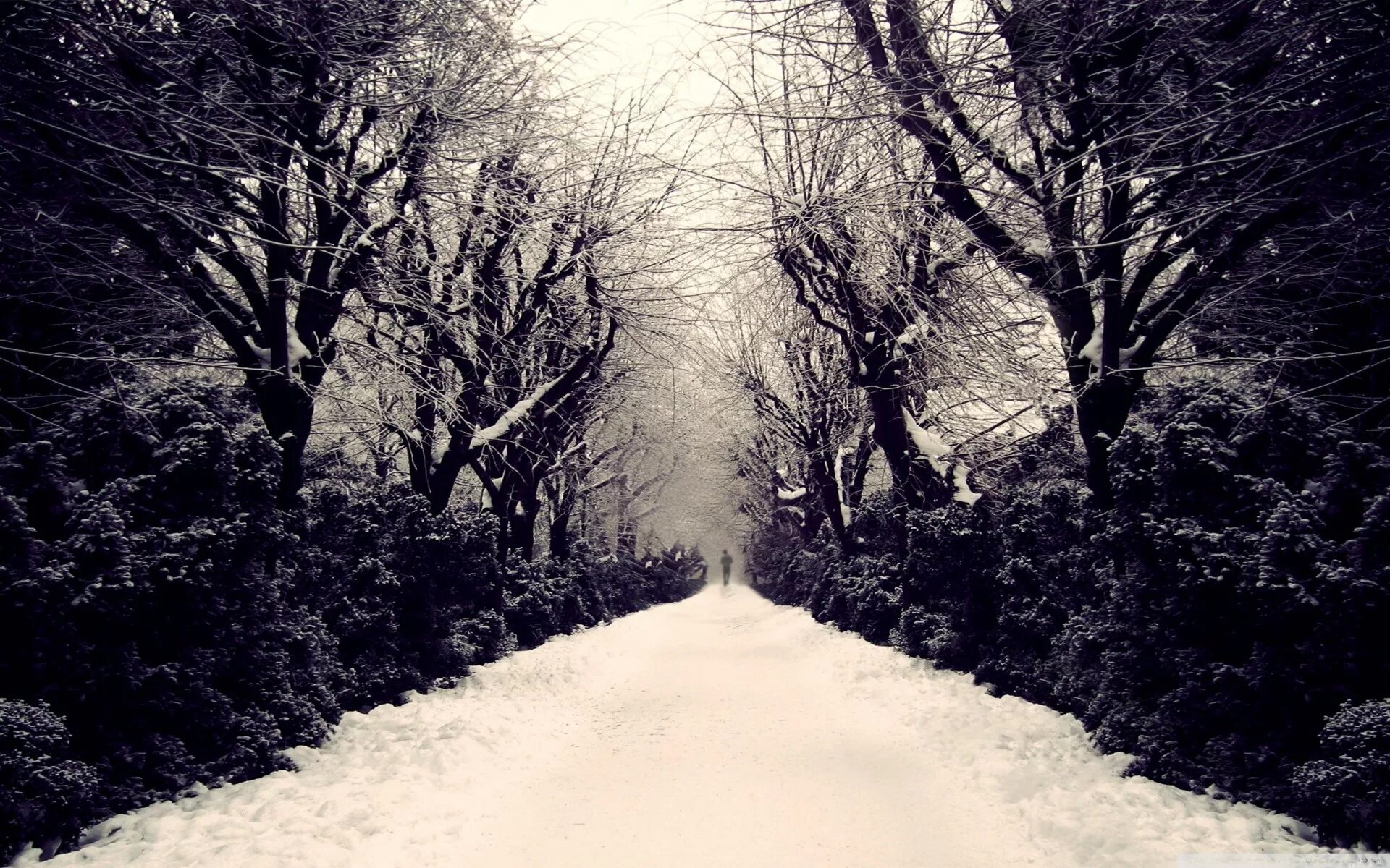 Грустная зима. Мрачный зимний лес. Зимняя аллея. Зима одиночество.