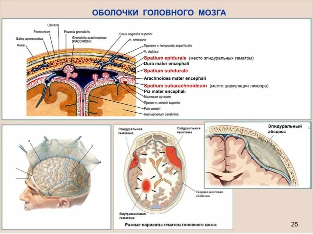 Оболочки защищающие мозг. Твердая мозговая оболочка головного мозга схема. Сосудистая оболочка головного мозга строение. Мрез оьолочек грловного мозга. Схема оболочек и пространств головного мозга.