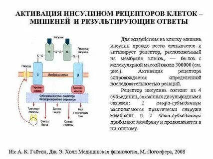 Рецептор инсулина