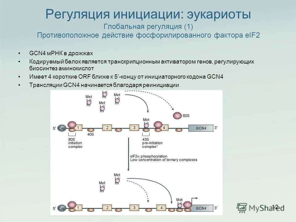 Трансляция какой уровень. Этапы трансляции. Трансляция какой уровень. Регуляция экспрессии генов на уровне трансляции. Трансляция какой уровень.