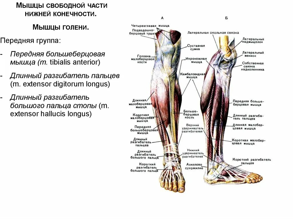 Части нижней конечности. Анатомия мышц голени передняя группа. Анатомия передней большеберцовой мышцы. Строение икроножной мышцы спереди. Мышцы голени передняя большеберцовая мышца.