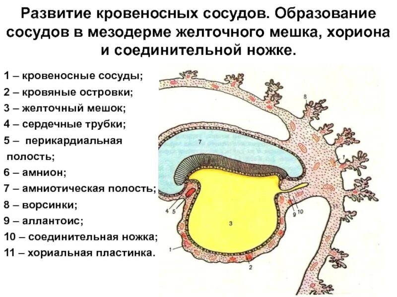 Желточный мешок гистология. Желточный мешок гистология