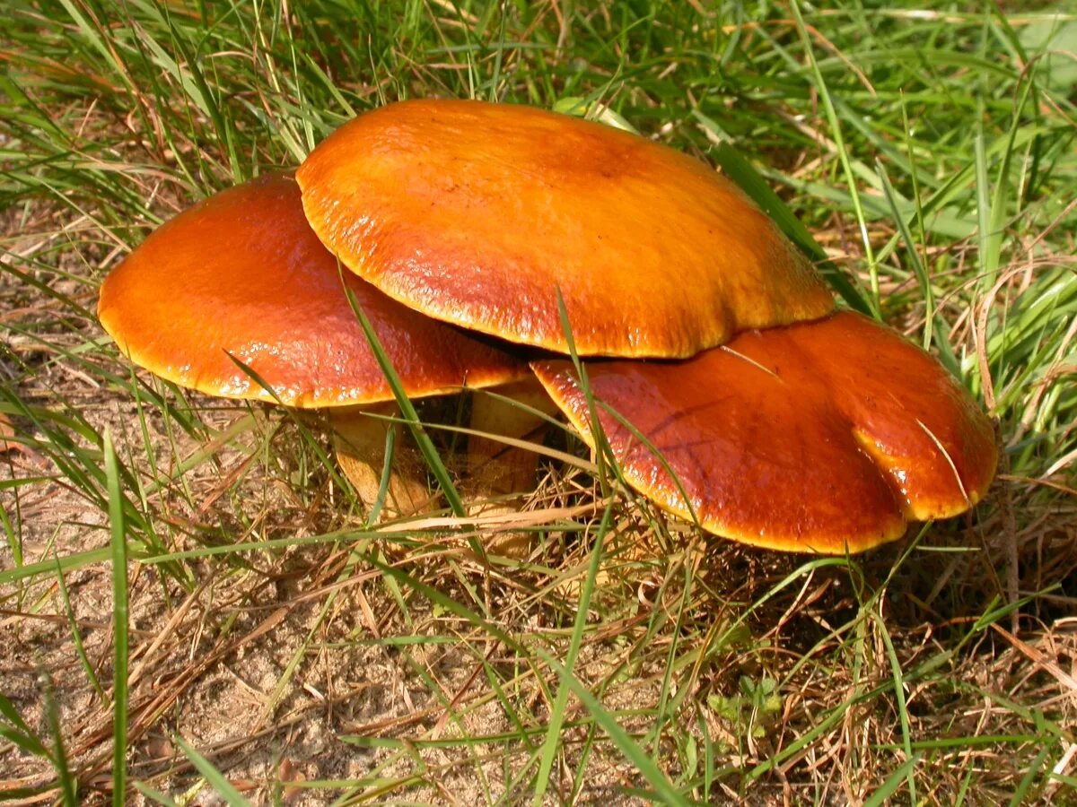 Есть гриб масленок. Suillus grevillei. Масленок рыжий (Suillus collinitus). Гриб маслёнок лиственничный. Маслята дальневосточные.