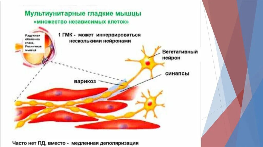 Работа гладких мышц. 2. Гладкие мышцы.. Гладкие мышцы подразделяются на. Гладкие мышцы физиология. Мультиунитарные гладкие мышцы.