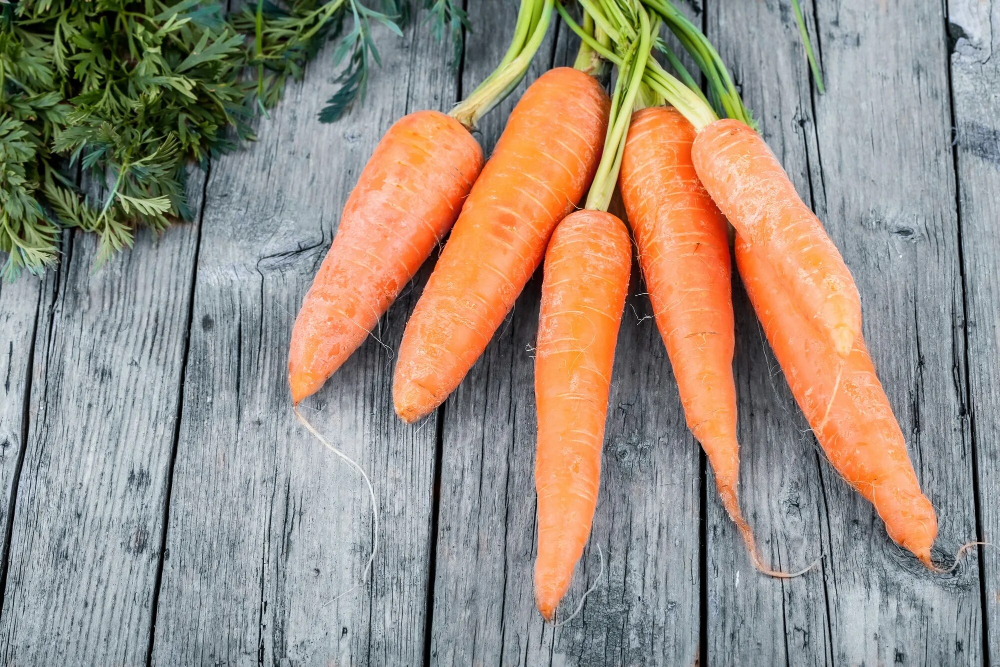 К чему снится морковь свежая. Морковь. Морковь свежая. Carrot Pack. Carrots on the Table.