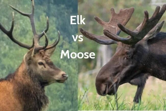 На что похож лось. Лось и олень. лось против оленя. олень и лось разница. moose elk разница.