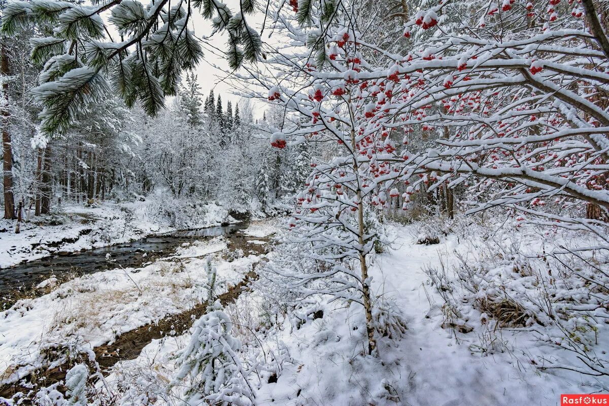 весна в лесу. ранняя зима. зимнее утро в лесу после снегопада. сосновый лес зимой. осень снег.