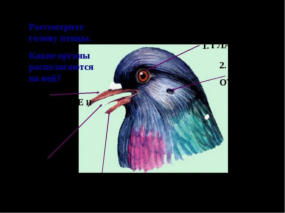 Осмотрите голову птицы обратите внимание. Органы на голове птицы. Строение головы птицы. Органы расположенные на голове у птиц. Птица на голове!.
