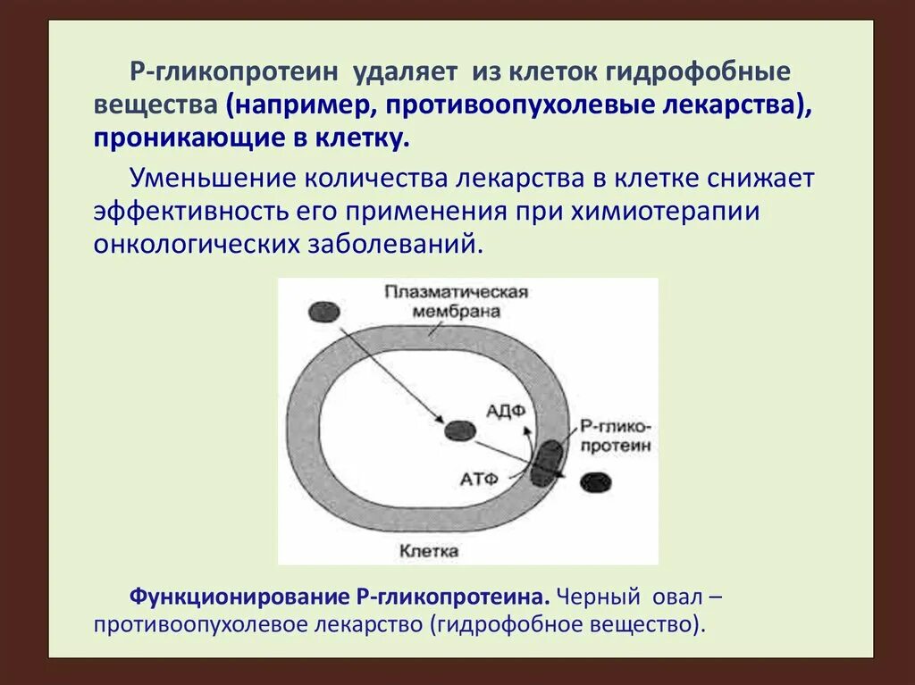 Гликопротеин р. Индуктор гликопротеина п. P гликопротеин. Гликопротеины примеры лекарства. Медицинский препарат проникает в клетки мерцательного