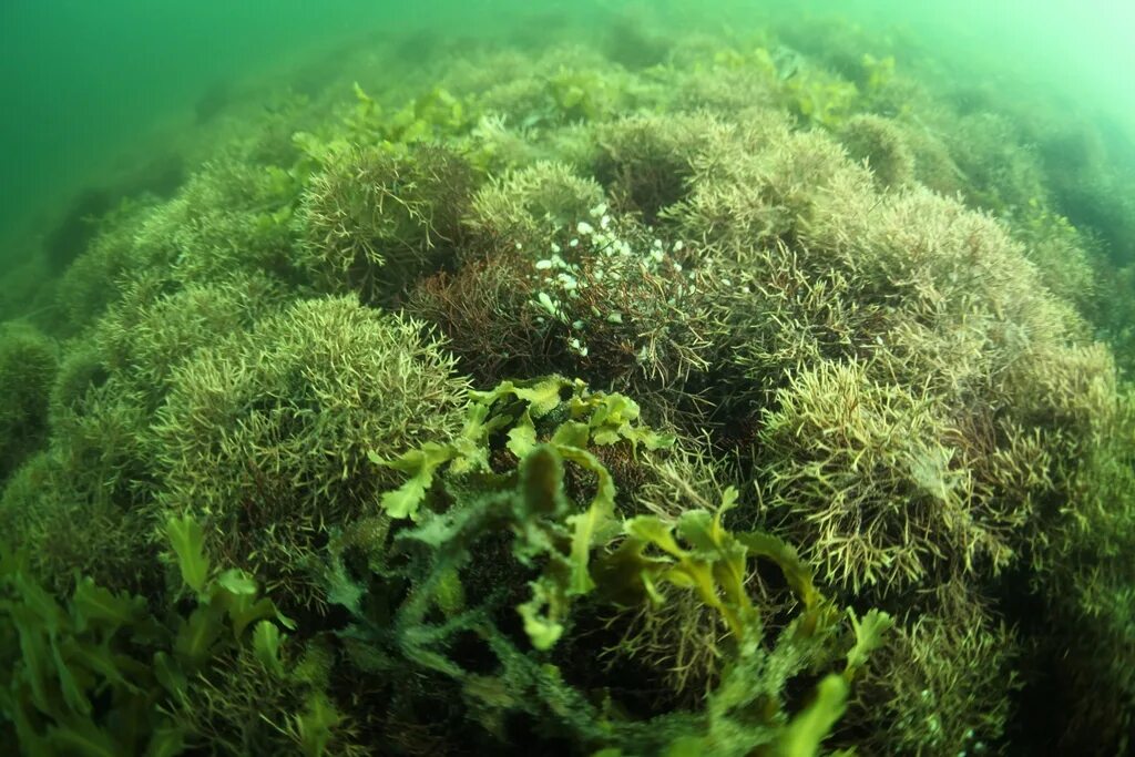 Планктонные водоросли арктических пустынь. Планктонные водоросли в Арктике. Ламинария Арктическая. Студариум водоросли.