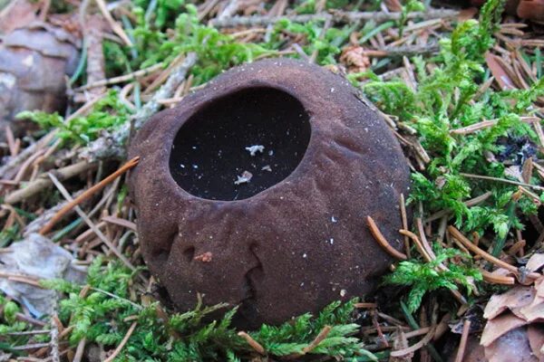 Гриб с жидкостью внутри. Саркосома шаровидная Sarcosoma globosum. Саркосома шаровидная гриб. Саркосома шаровидная внутри гриб. Гриб омолаживающий Саркосома.